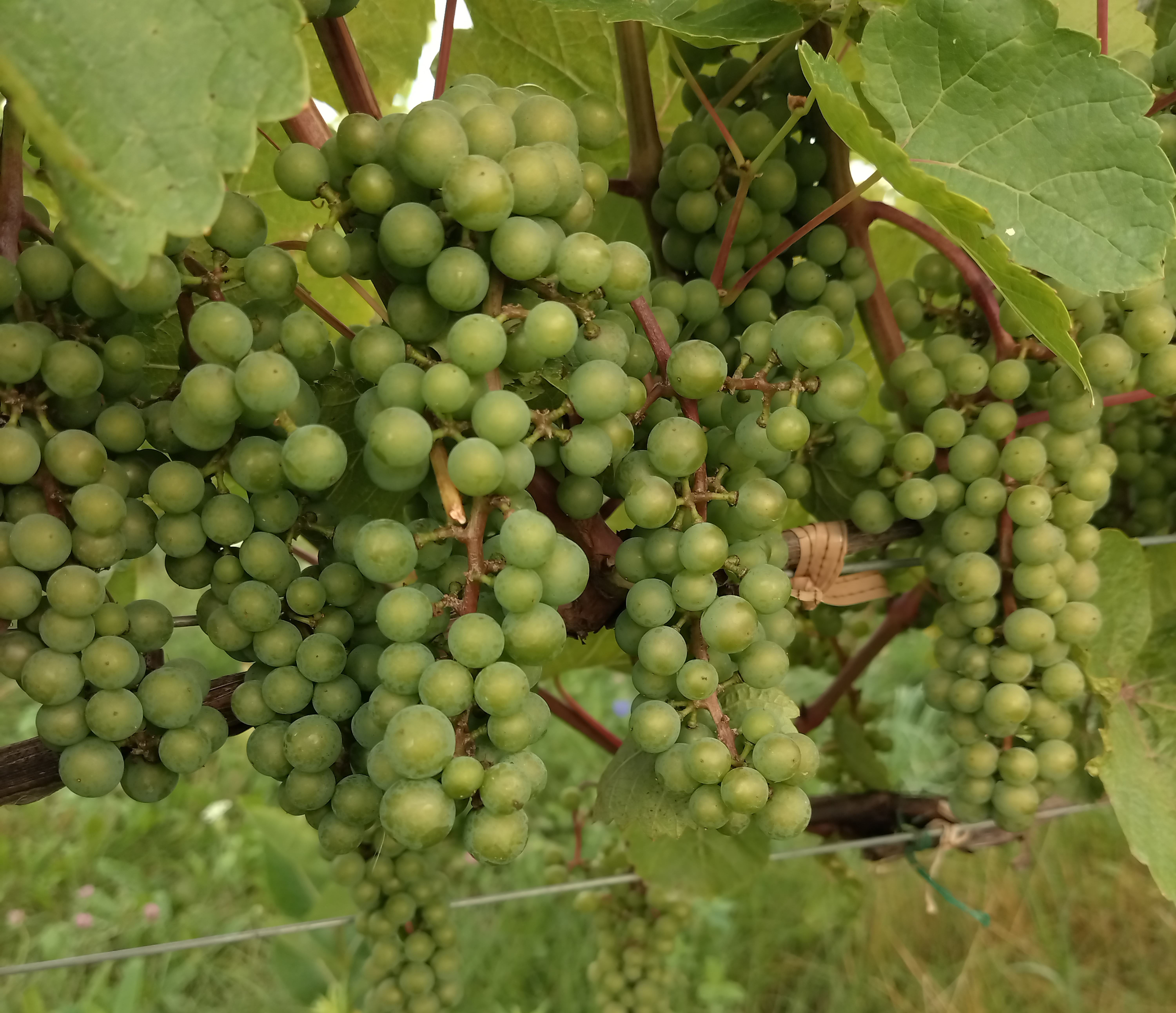 Grapes on a vine.